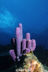 This was taken on the North Side of Bonaire but since Bon... by Mike Briggs 